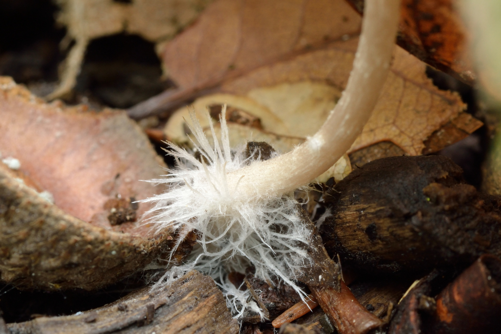 Racines d'un champignon