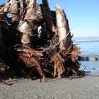 Racines échouées sur la plage