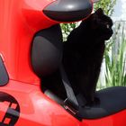 Racing-Cat