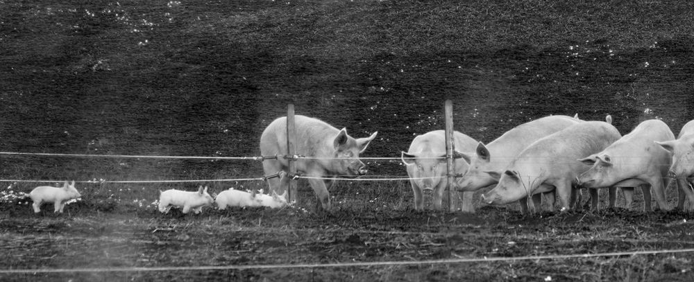 Racing Ferkel....Schneller! Schneller!