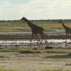 Racing giraffes. (1)