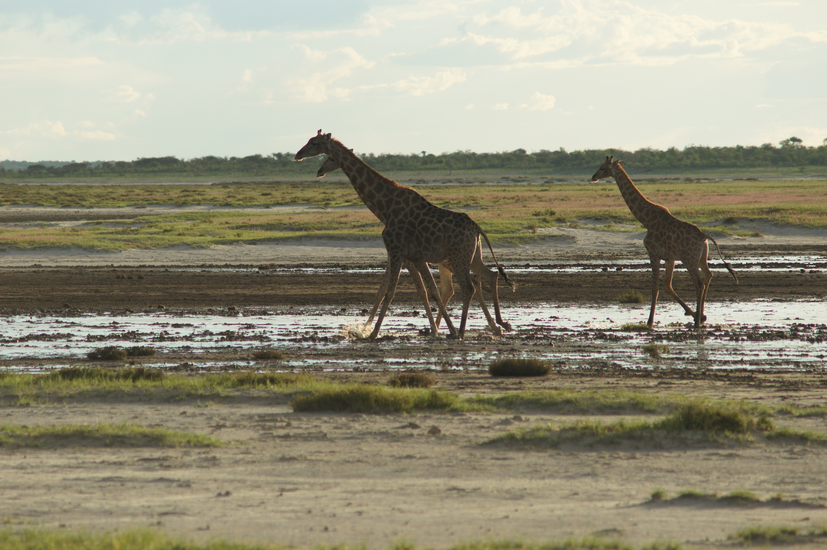 Racing giraffes