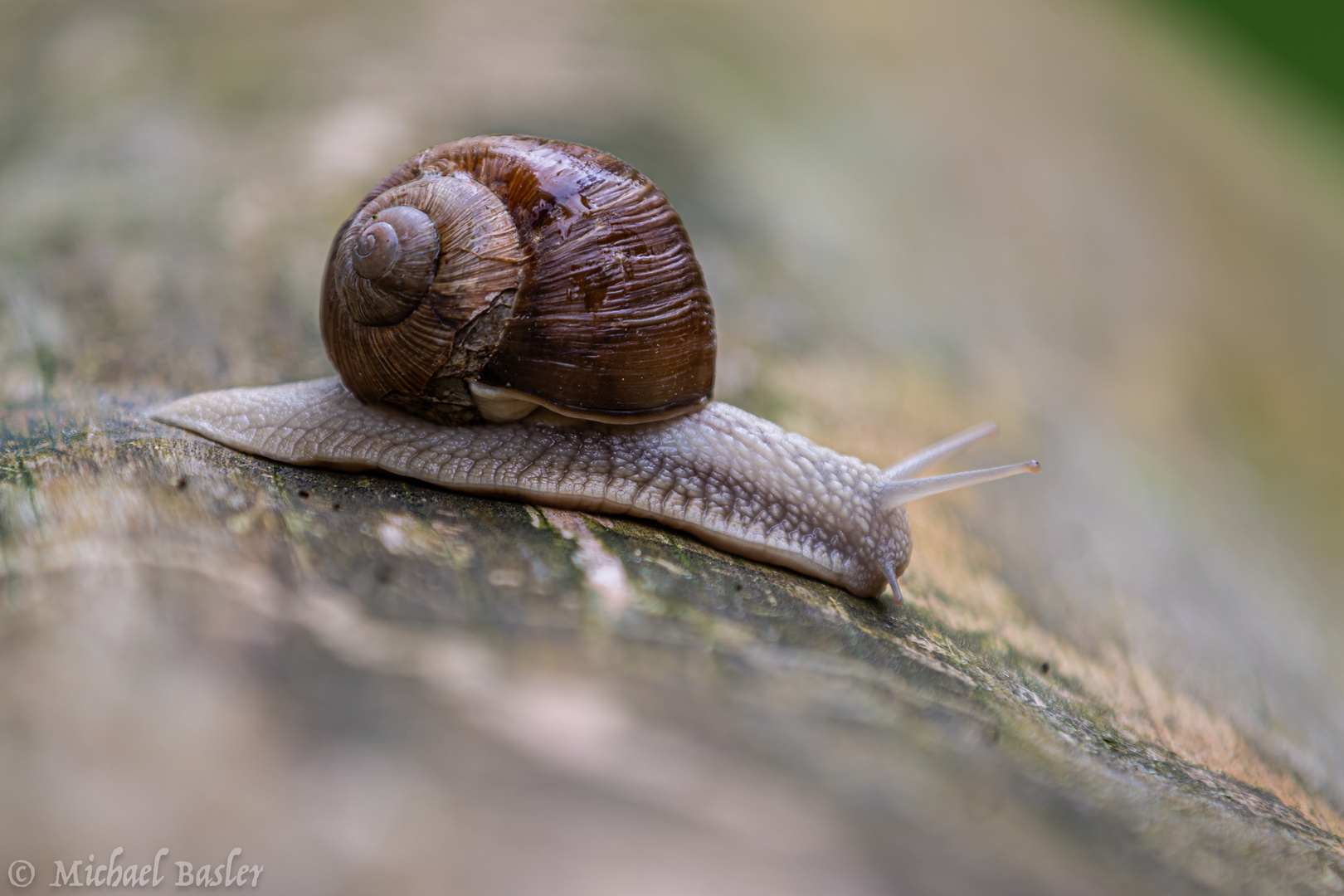 -- Racing snail --
