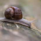 -- Racing snail --