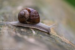 -- Racing snail --