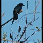 Racket Tailed Drongo.