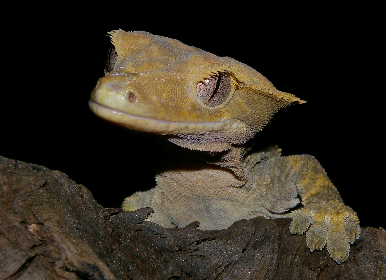 Racodactylus ciliatus