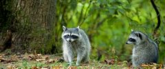 Racoon