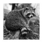 Racoon