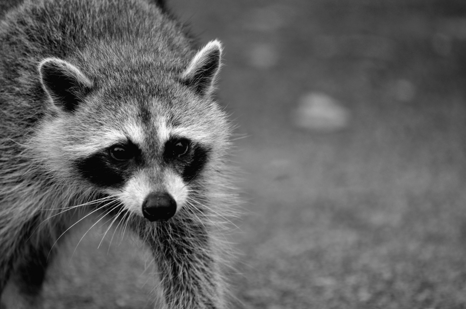 racoon