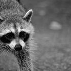 racoon