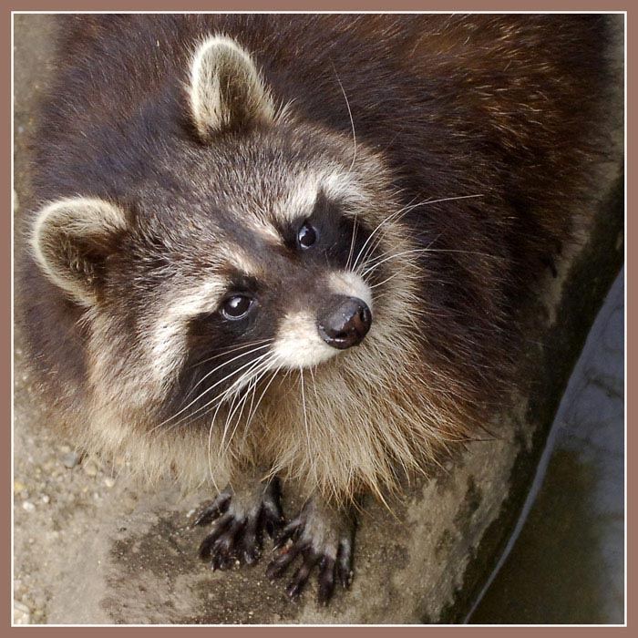 Racoon