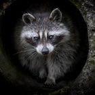 Racoon