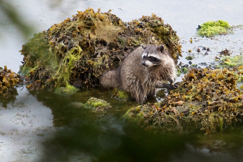 Racoon - Ucluelet - Vancouver Island BC Canada