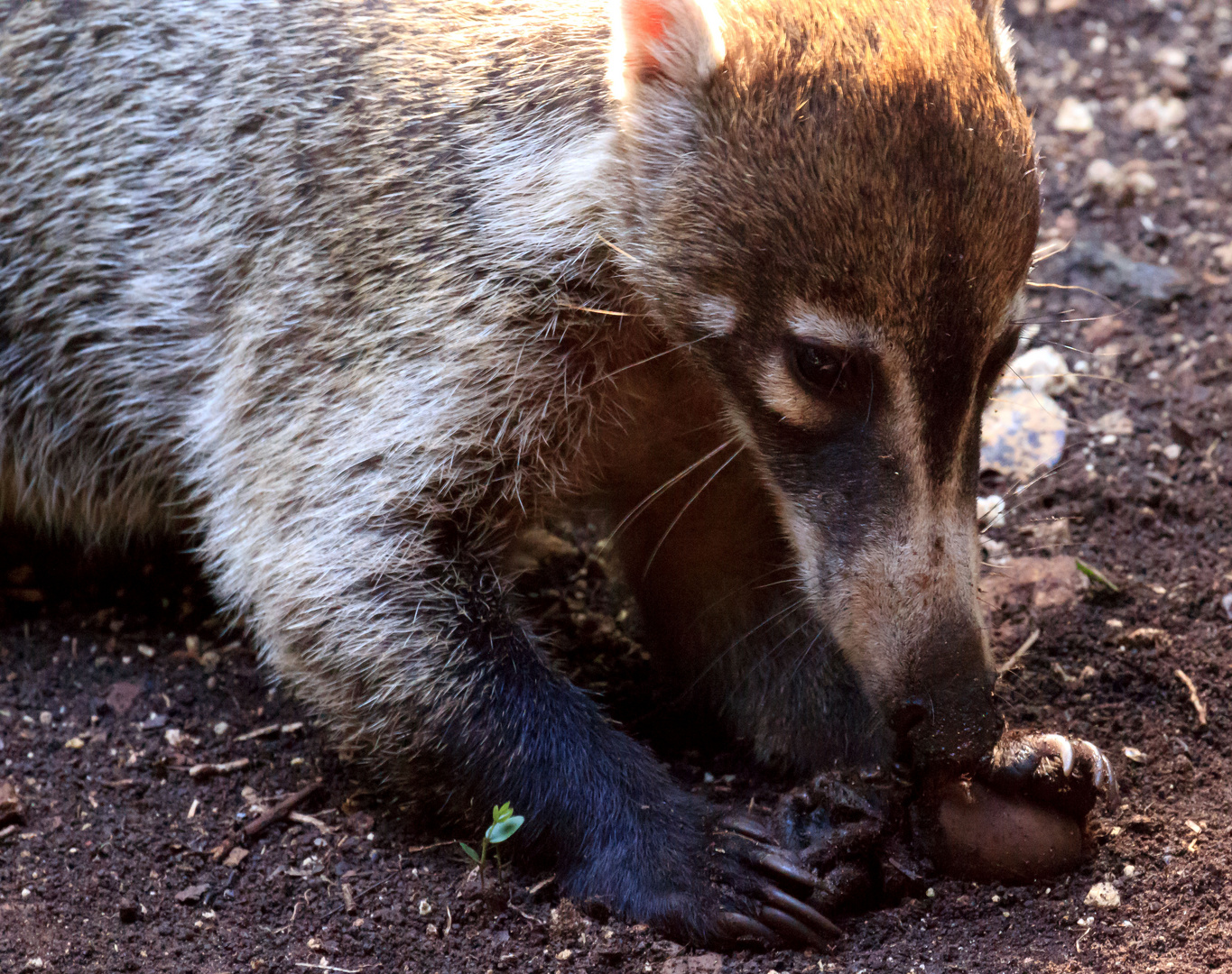 Racoon vs. Tarantula