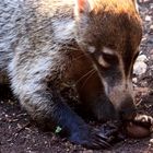 Racoon vs. Tarantula