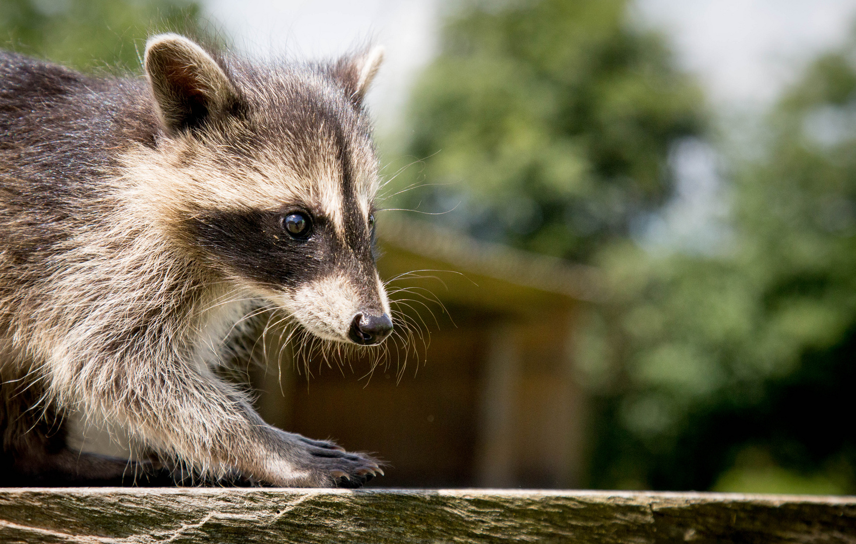 Racoon.baby.