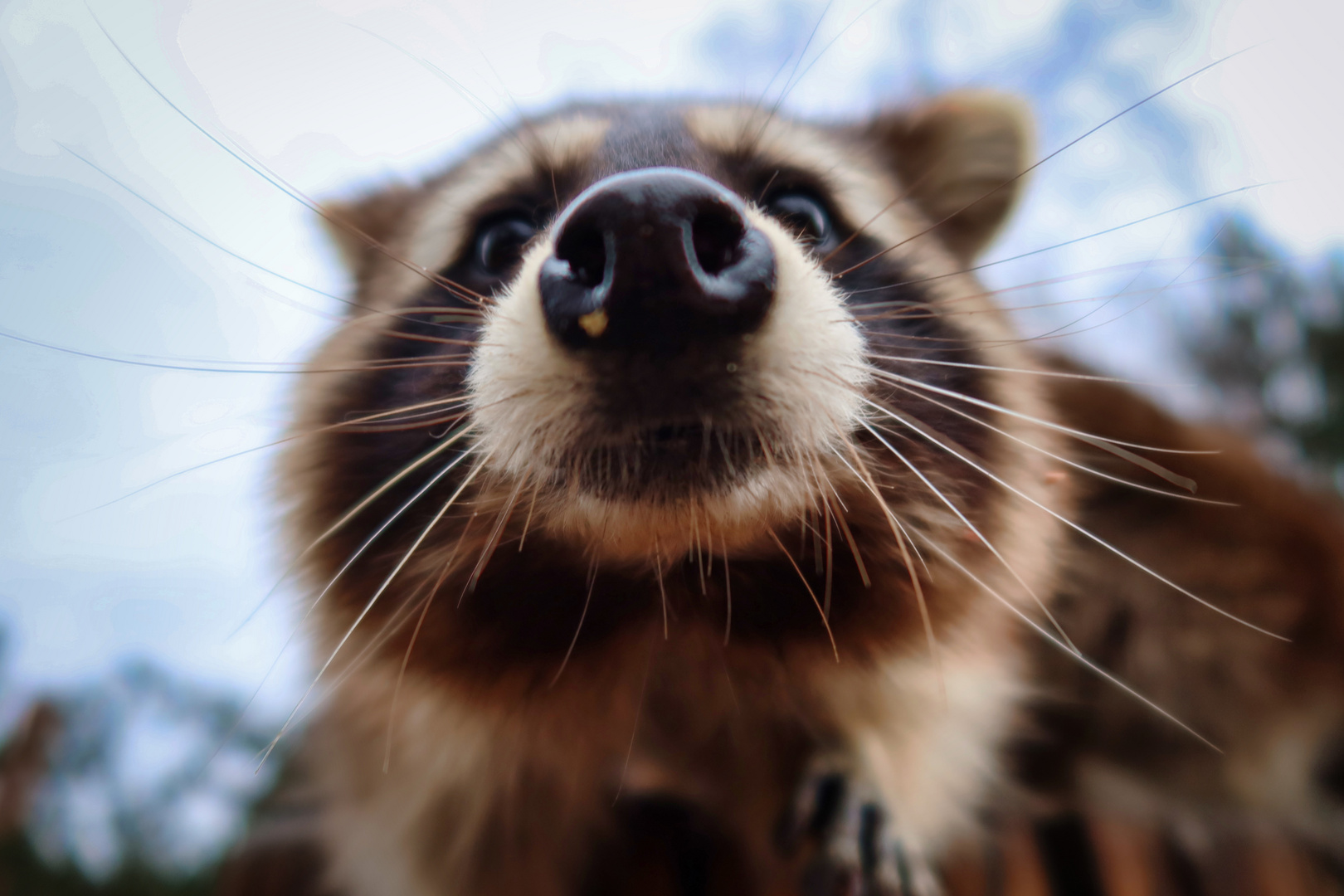 Racoon_Nose_bc