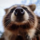 Racoon_Nose_bc