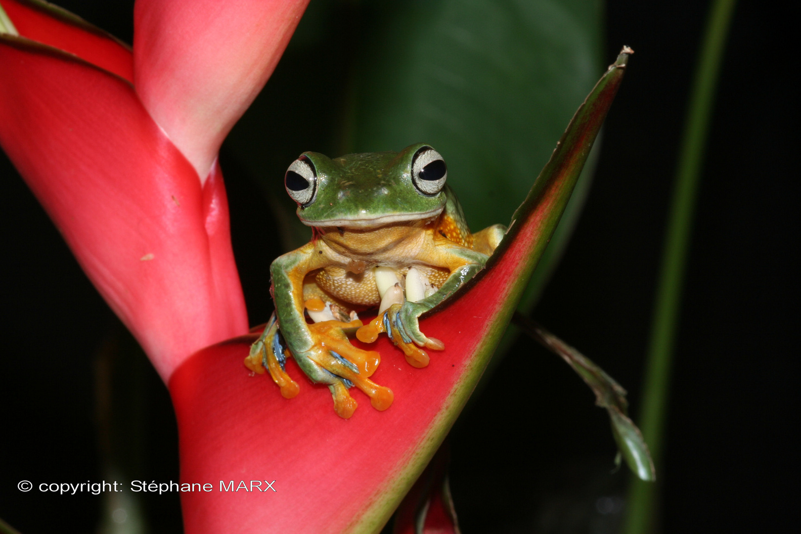 Racophorus reindwardti