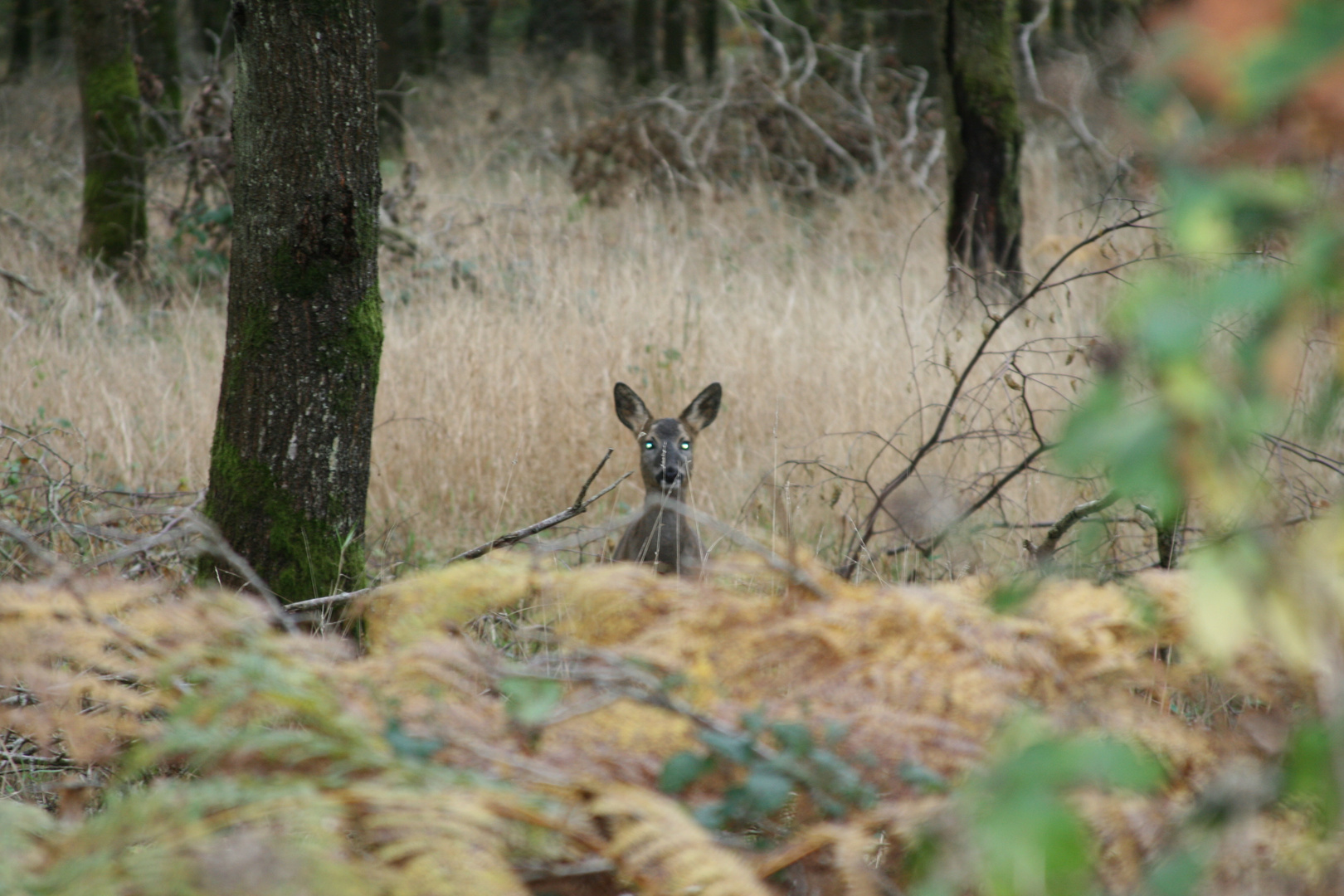 RADAR-Deer says "Target Acquired: LOCK!"