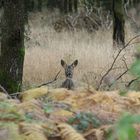 RADAR-Deer says "Target Acquired: LOCK!"