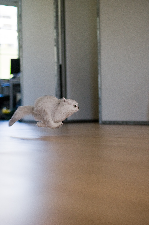 radarfalle Foto & Bild | tiere, haustiere, katzen Bilder ...