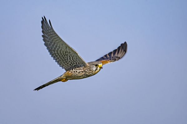 Radarfallen für Turmfalken