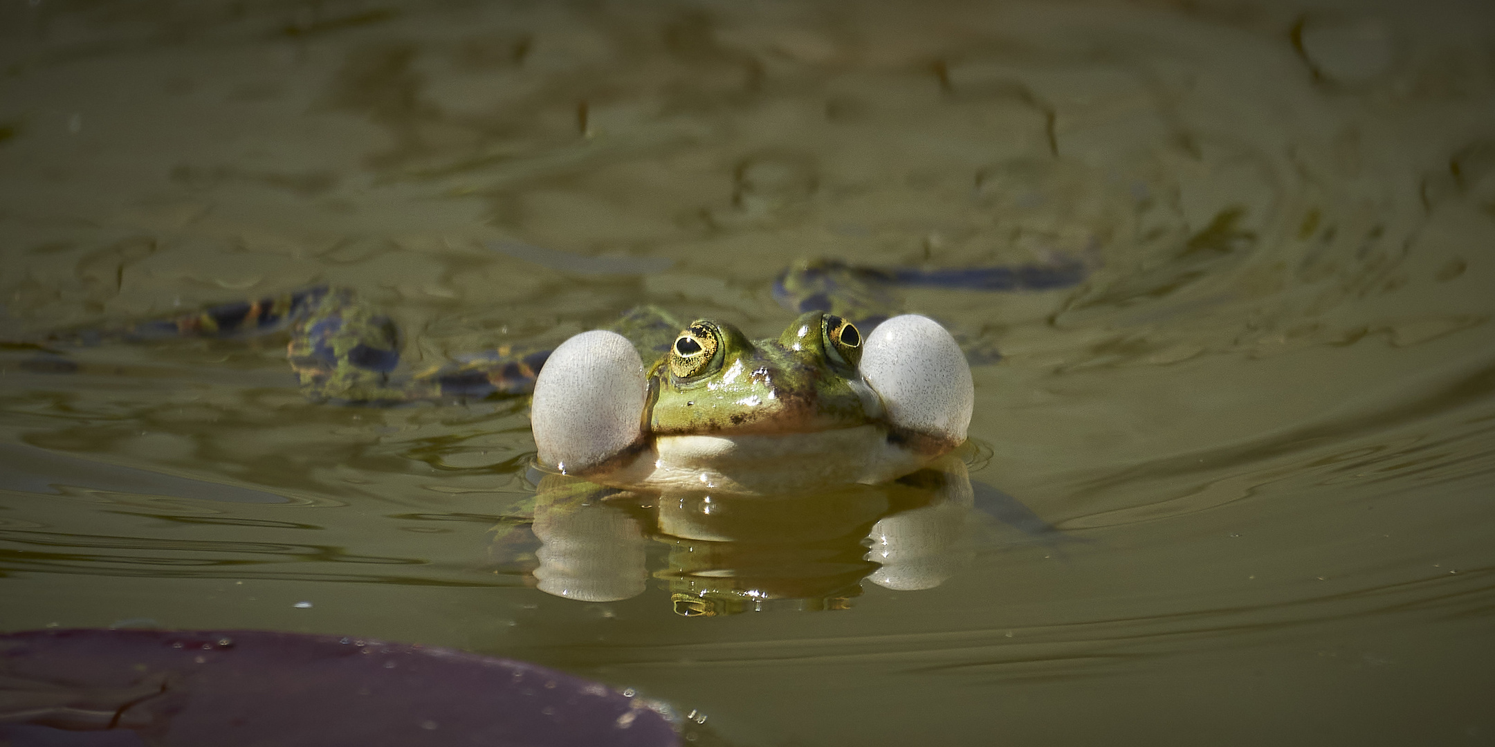 "Radaubruder" aus dem Gartenteich