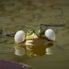 "Radaubruder" aus dem Gartenteich