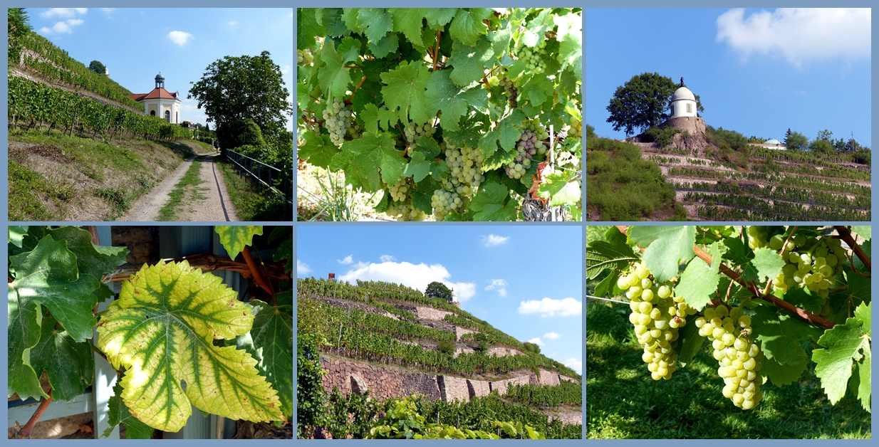 Radebeuler Weinhänge