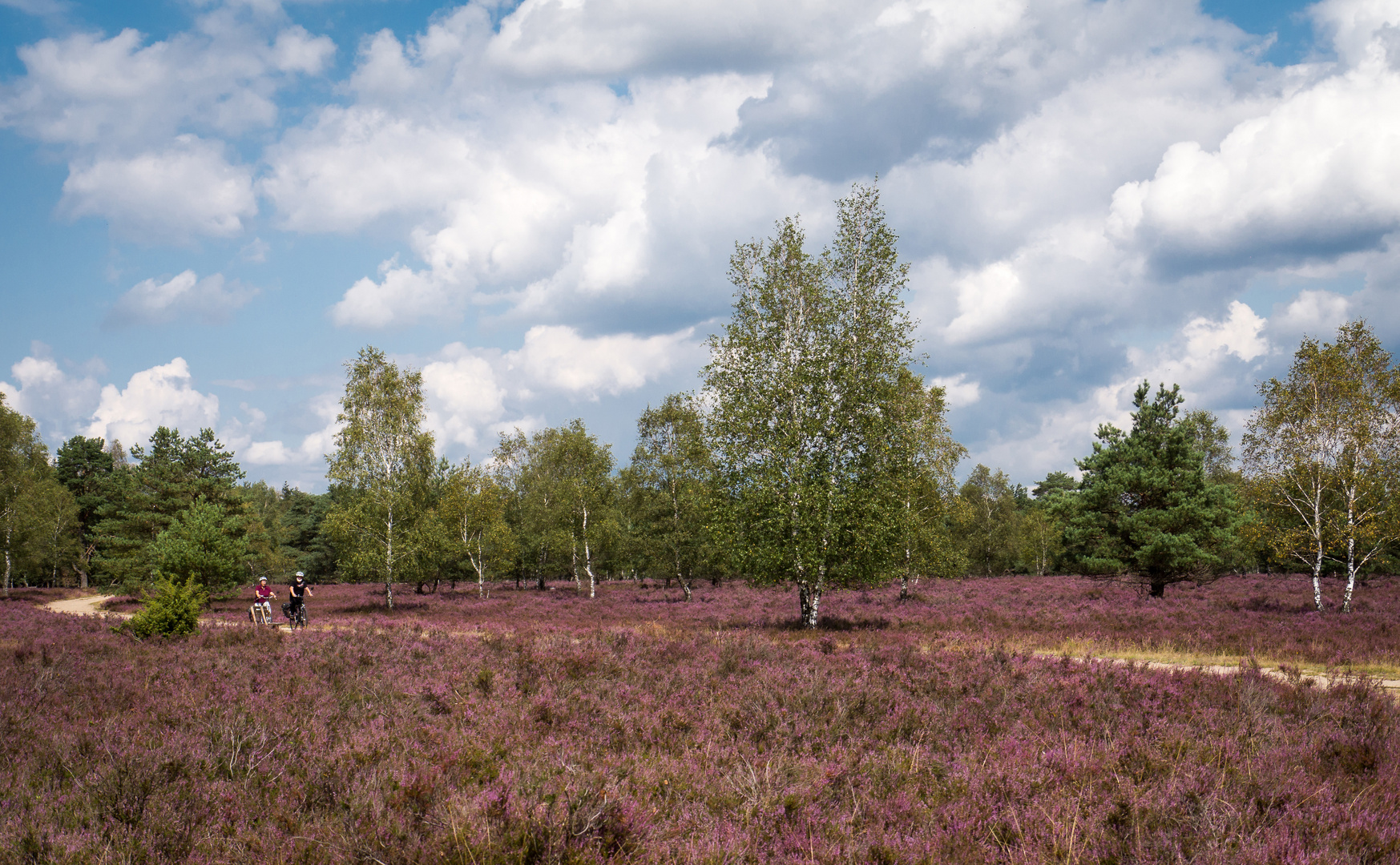 Radeln in der Heide