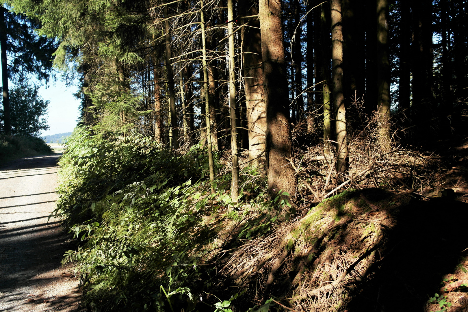 Radfahren durch den Wald