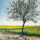 Radfahren im Burgenland