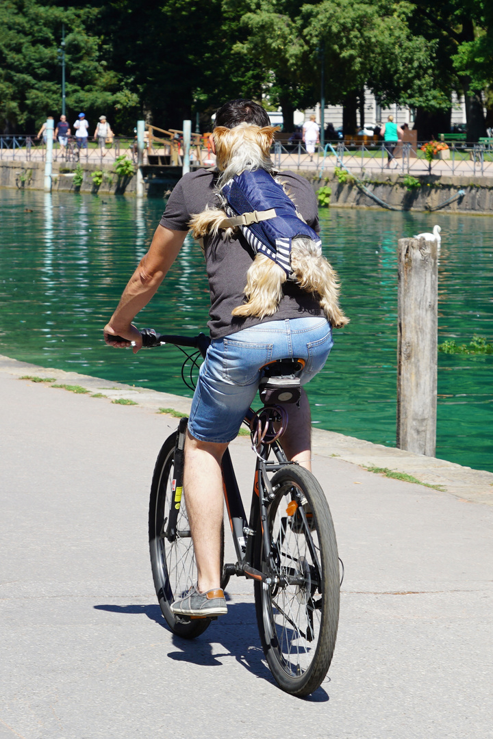 Radfahrender Hund