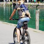 Radfahrender Hund