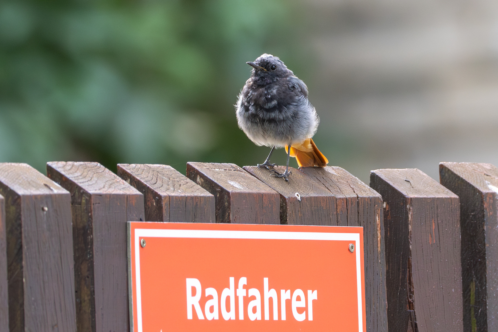 Radfahrer