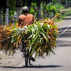 Radfahrer auf Java