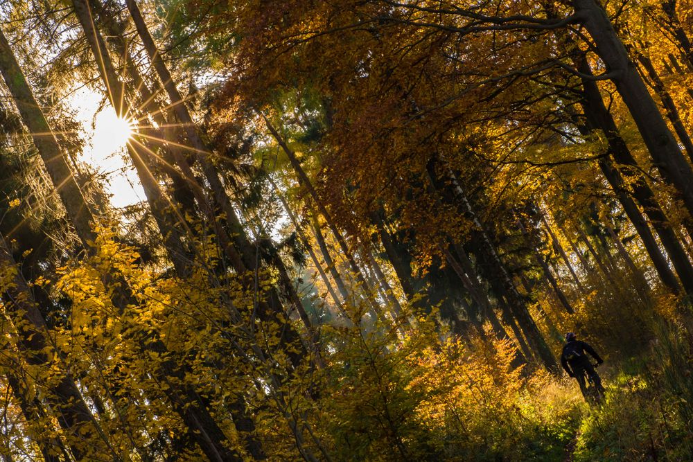 Radfahrer im Herbst