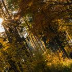 Radfahrer im Herbst