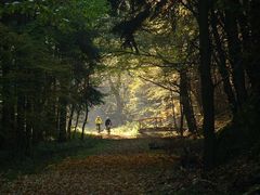 Radfahrer im Wald