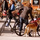 Radfahrerin mit Hund