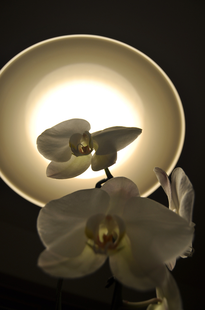 Radiant Blooming
