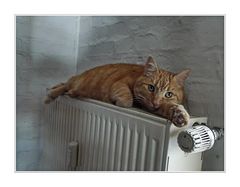 ... radiator ist warm im winter