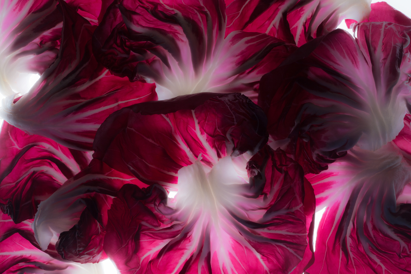 Radicchio 2