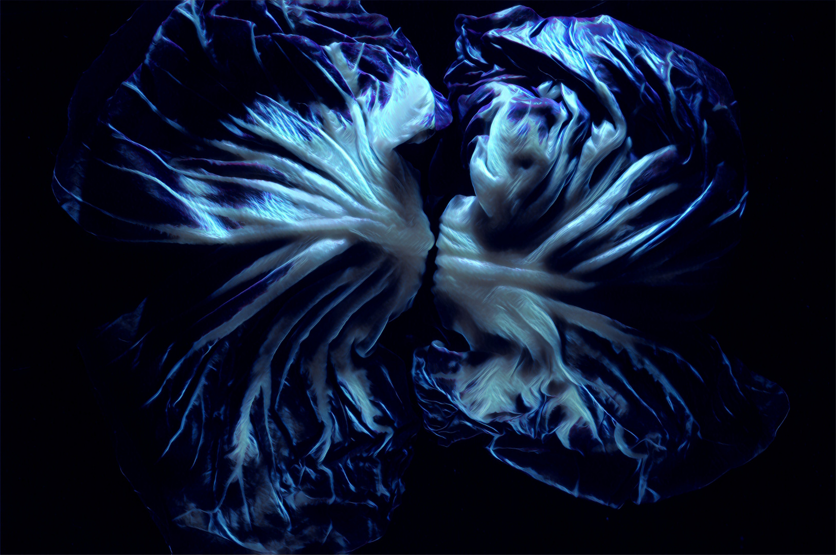 Radicchio blau 2 