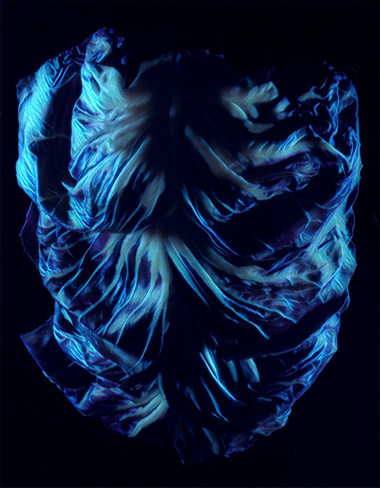 Radicchio blau 3