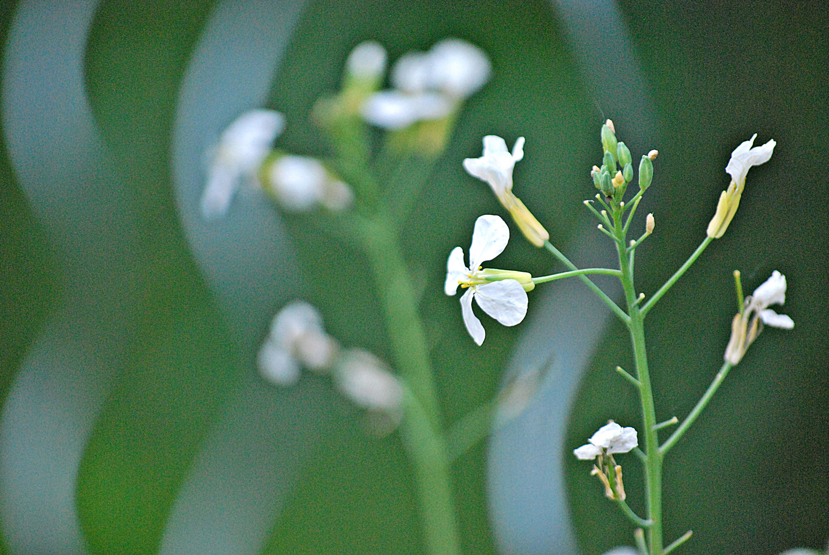 Radieschen-Blüte...