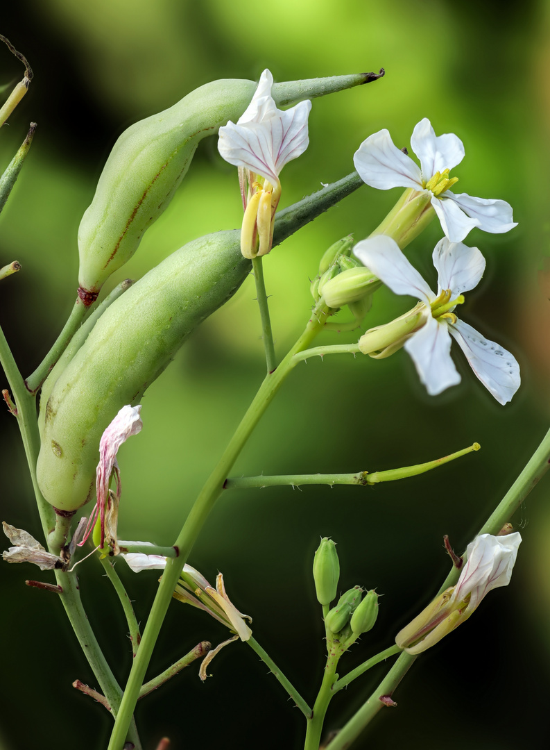 Radieschen- Blüten und...