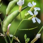 Radieschen- Blüten und...